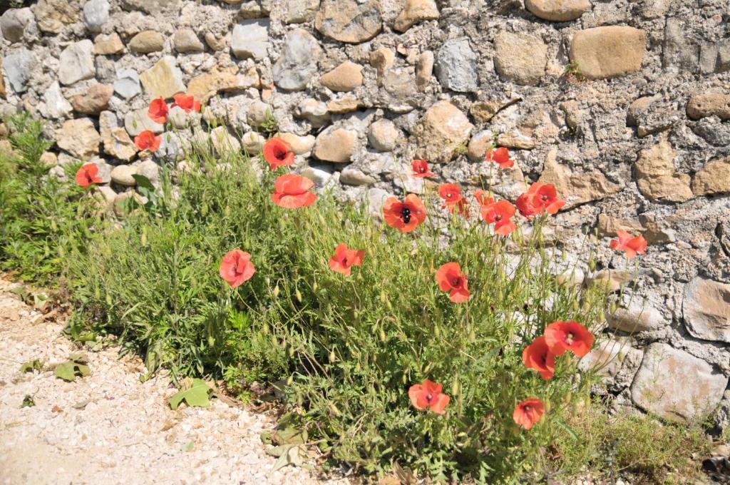Gites Du Domaine Des Dames Vallon-Pont-dʼArc 객실 사진